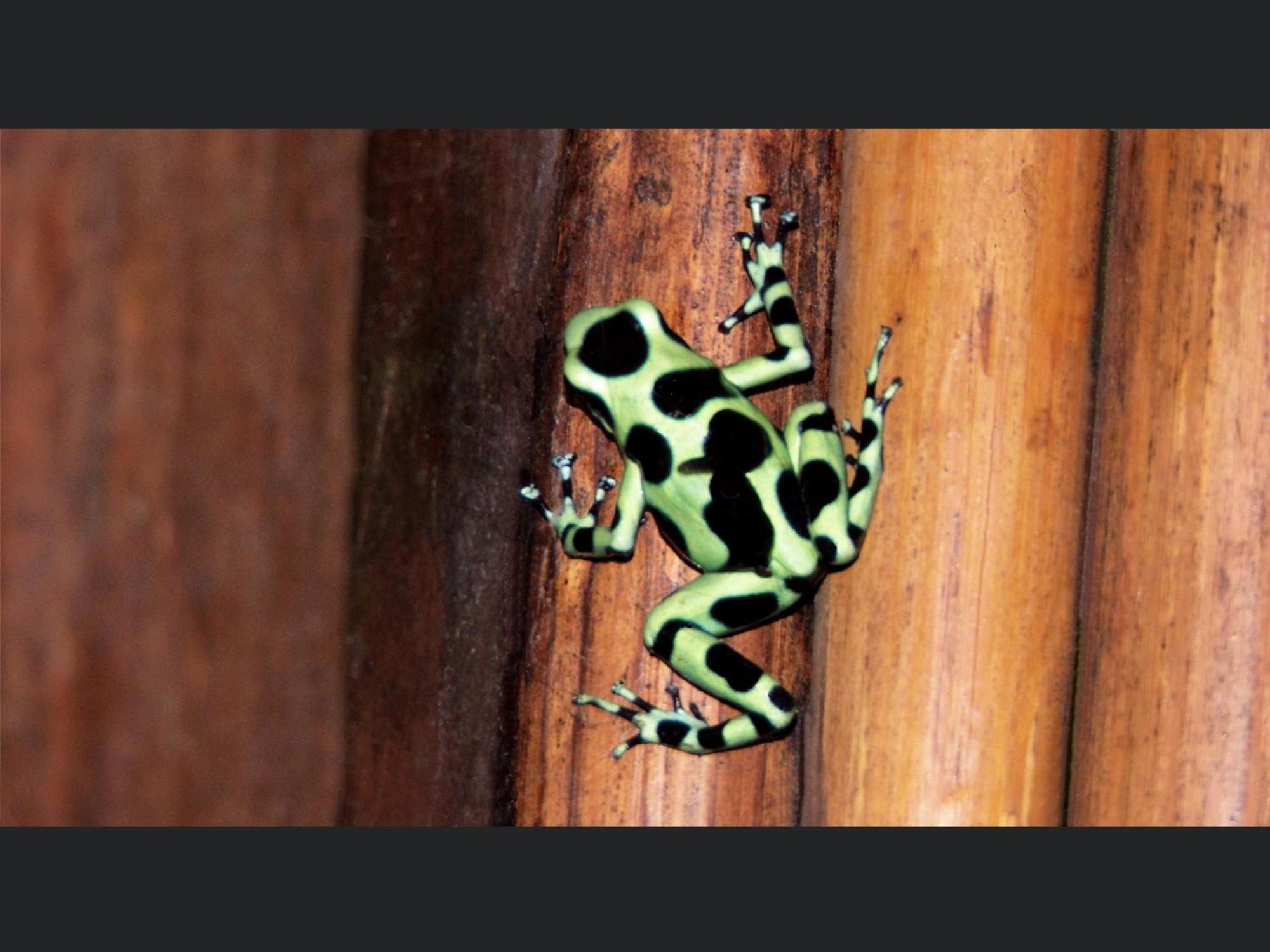 El Colibri Lodge มันซานีโย ภายนอก รูปภาพ