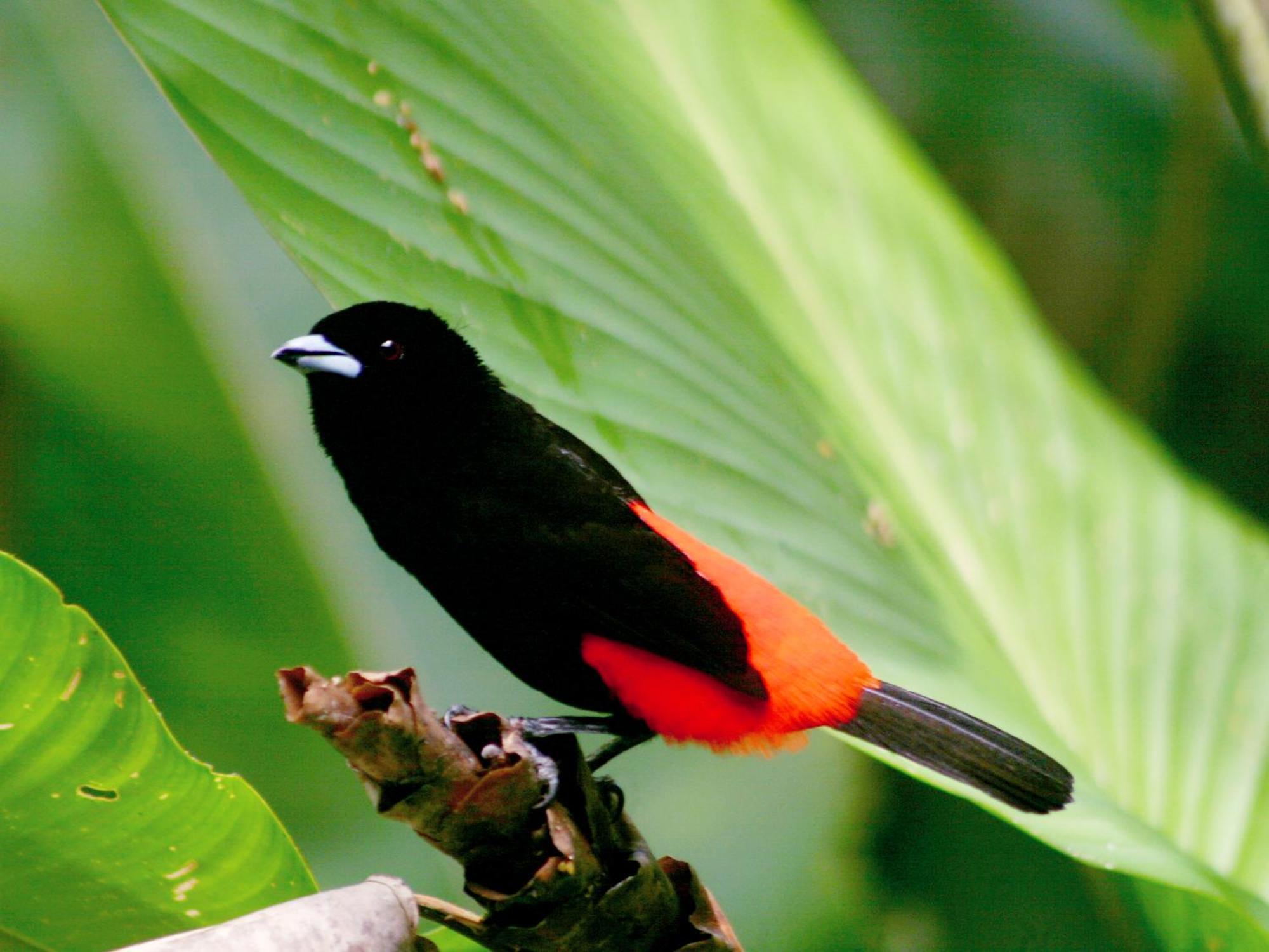 El Colibri Lodge มันซานีโย ภายนอก รูปภาพ