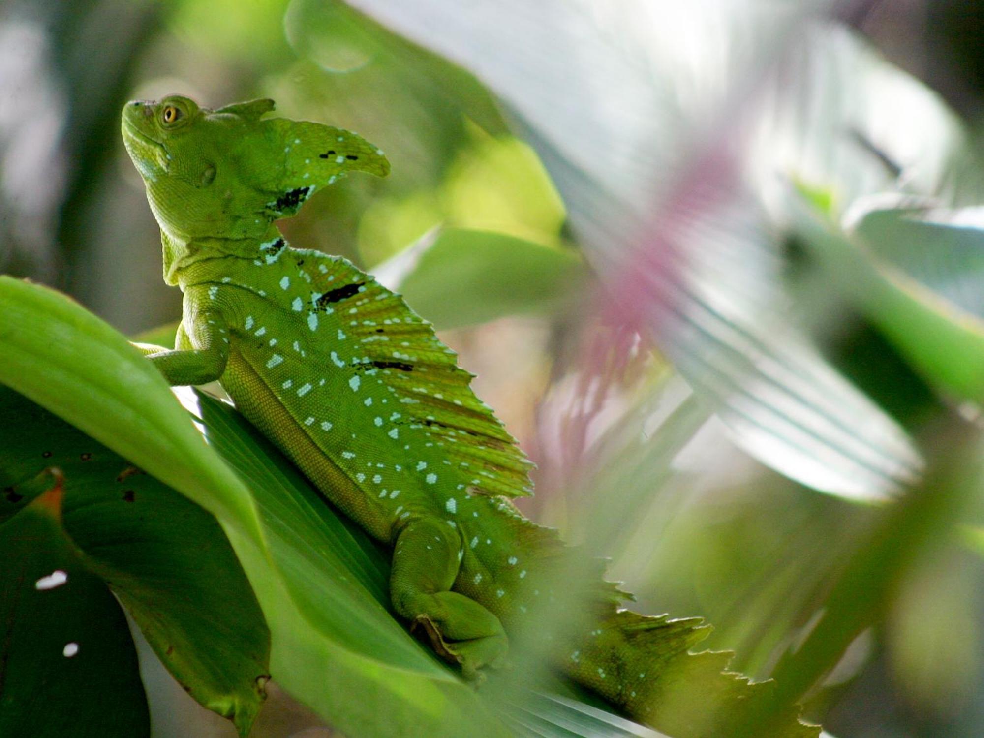 El Colibri Lodge มันซานีโย ภายนอก รูปภาพ