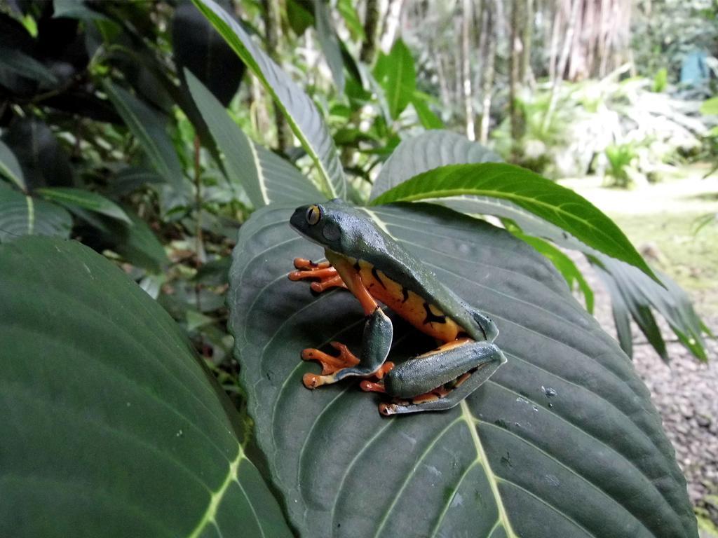 El Colibri Lodge มันซานีโย ภายนอก รูปภาพ