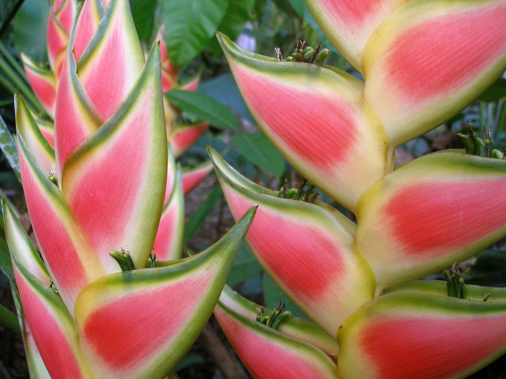 El Colibri Lodge มันซานีโย ภายนอก รูปภาพ