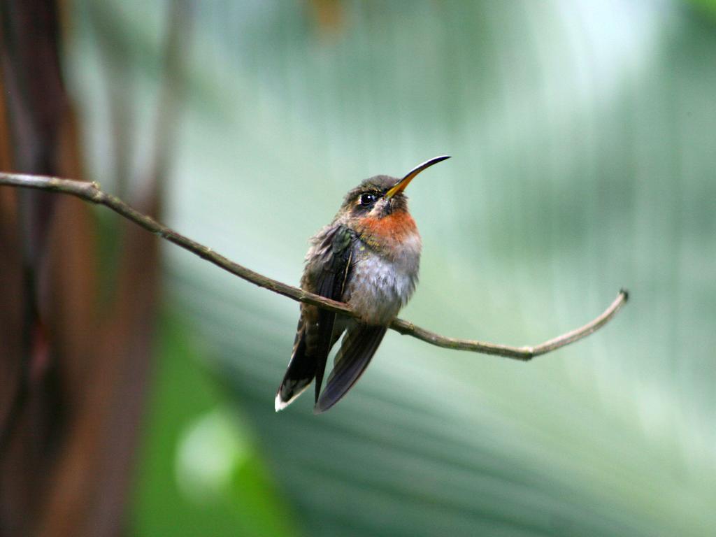 El Colibri Lodge มันซานีโย ภายนอก รูปภาพ