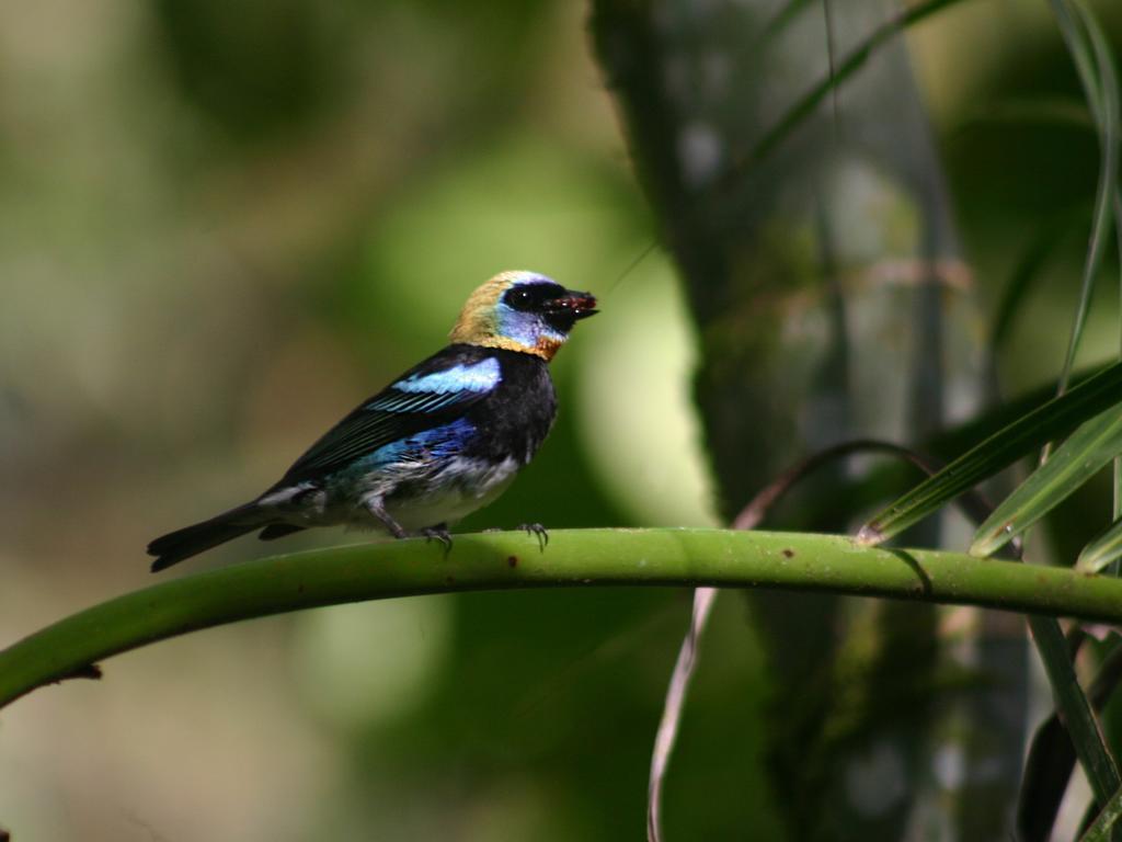 El Colibri Lodge มันซานีโย ภายนอก รูปภาพ