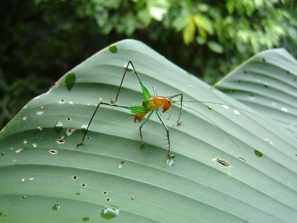 El Colibri Lodge มันซานีโย ภายนอก รูปภาพ