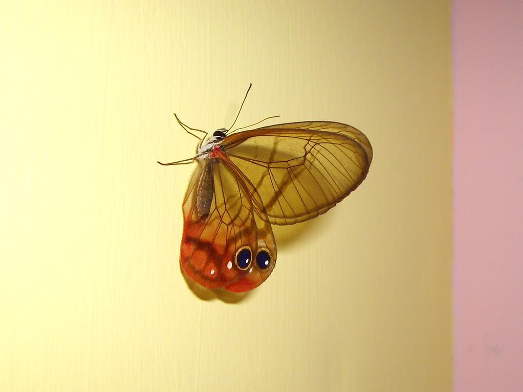 El Colibri Lodge มันซานีโย ภายนอก รูปภาพ