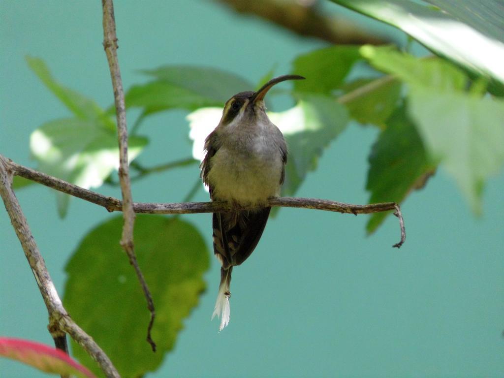 El Colibri Lodge มันซานีโย ภายนอก รูปภาพ