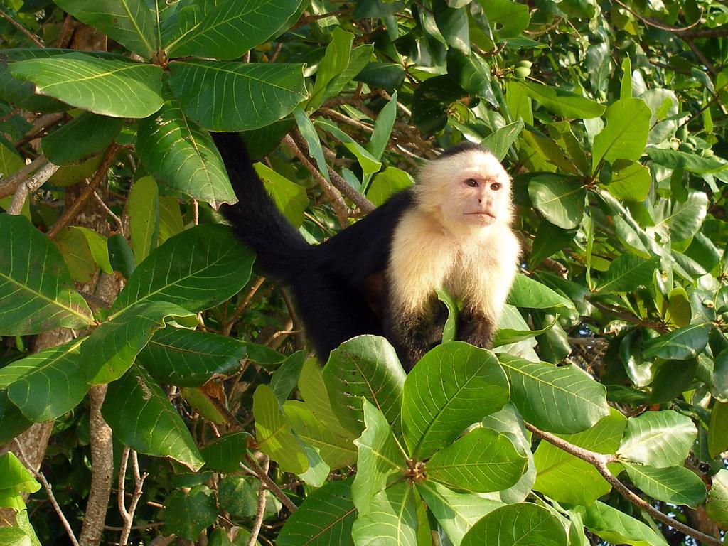 El Colibri Lodge มันซานีโย ภายนอก รูปภาพ