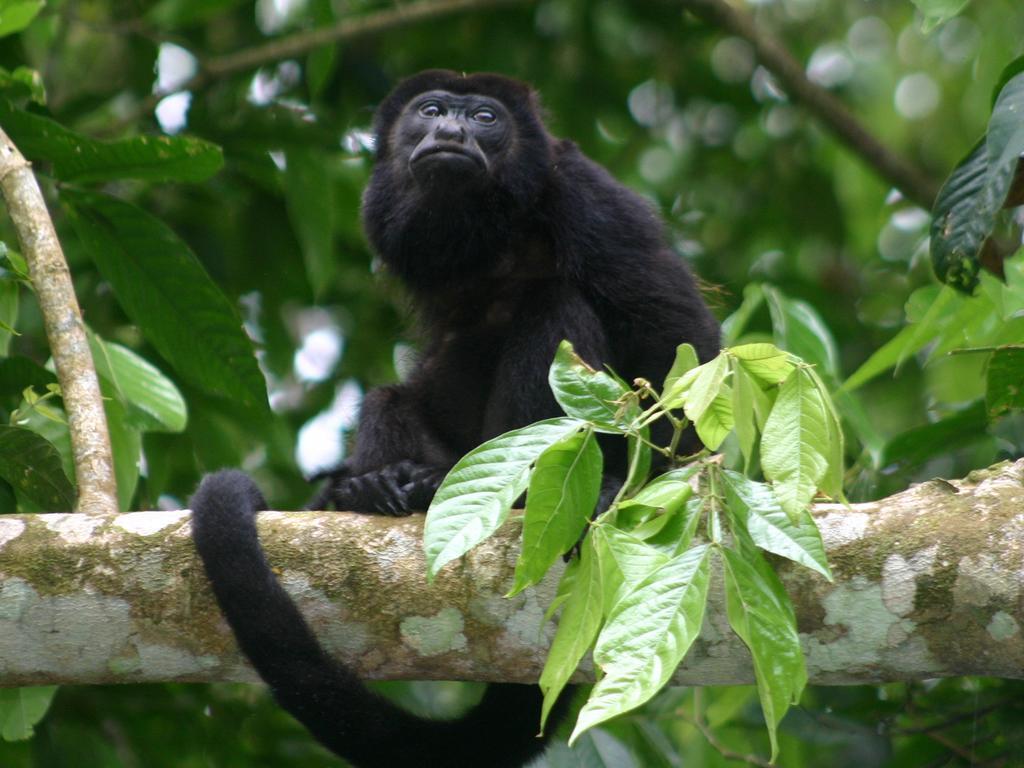 El Colibri Lodge มันซานีโย ภายนอก รูปภาพ